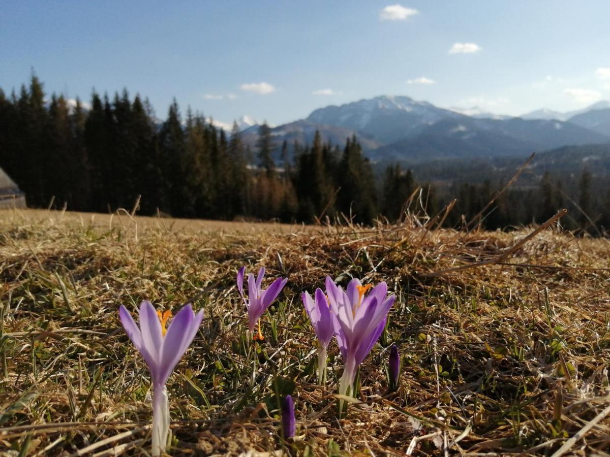 Apartamenty Plazowka Koscielisko Bagian luar foto